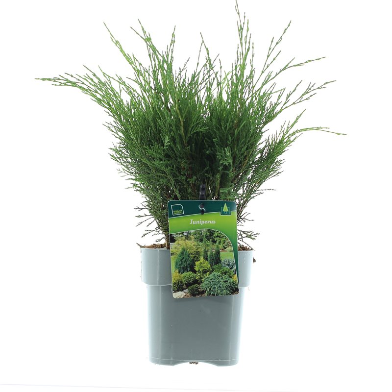 Можжевельник казацкий